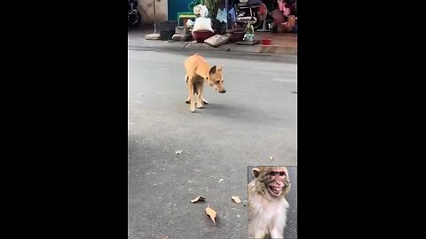 Funny Videos 2024 😅 - Best Funniest Animal Videos Of The week #61(2)