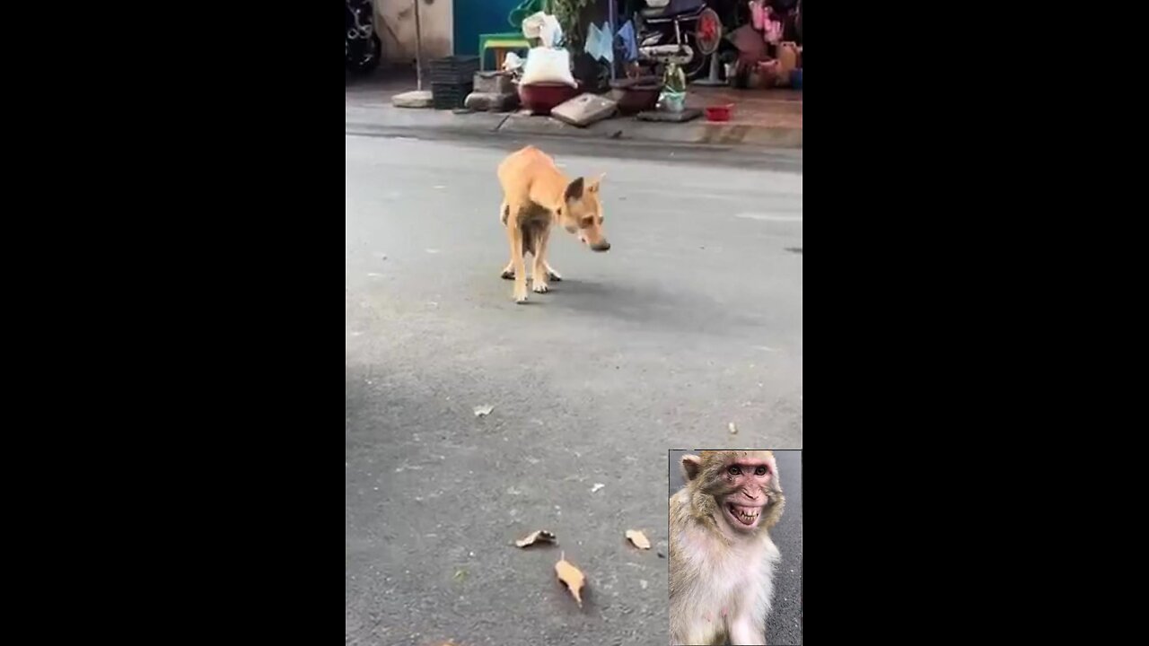 Funny Videos 2024 😅 - Best Funniest Animal Videos Of The week #61(2)