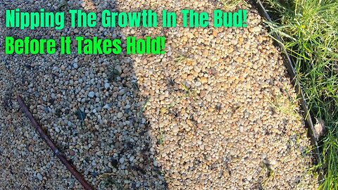 MOSS & GRASS Starting To INFEST Resin Bound Gravel / CUSTOMER ECSTATIC With Her New Look Patio