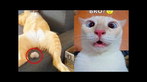 Funny Animal Videos 2024 🥰 - Funniest Dogs and Cats Videos 😁 part 4