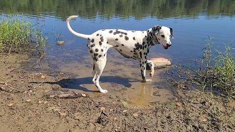Luna Exploring Lake Mercer Springfield Virginia South Run