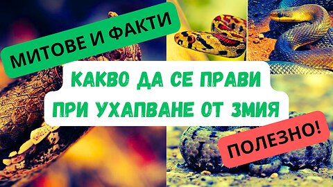 ВАЖНО! КАКВО ДА СЕ ПРАВИ ПРИ УХАПВАНЕ ОТ ЗМИЯ / МИТОВЕ И ФАКТИ