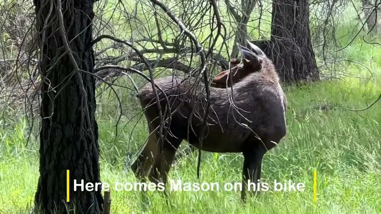 Bull Moose visit while burning