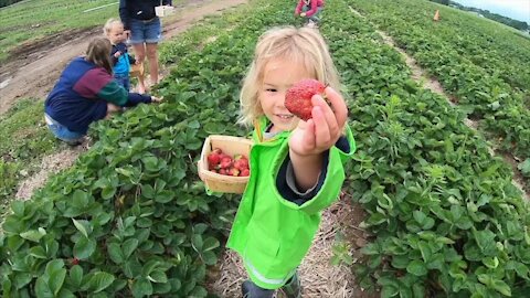 Strawberry Fields at Hen-Hawk Acres in Chaffee have about a week left