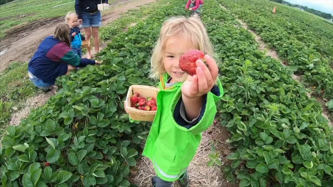 Strawberry Fields at Hen-Hawk Acres in Chaffee have about a week left
