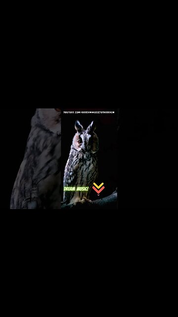 🎵 Riqueza sonora extrema, triunfa absorbiendo sonidos 💼 #shorts