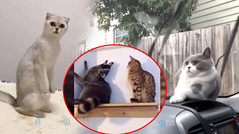 Dogs and Cats - Babies And Pets Cute Fun Moments # 7 - Cute and Funny Dog Videos -Animalden