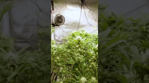 Week 3 of flower #marijuanagrowers #medicalcannabis #marijuanaismedicine #mmj #cannabisheals