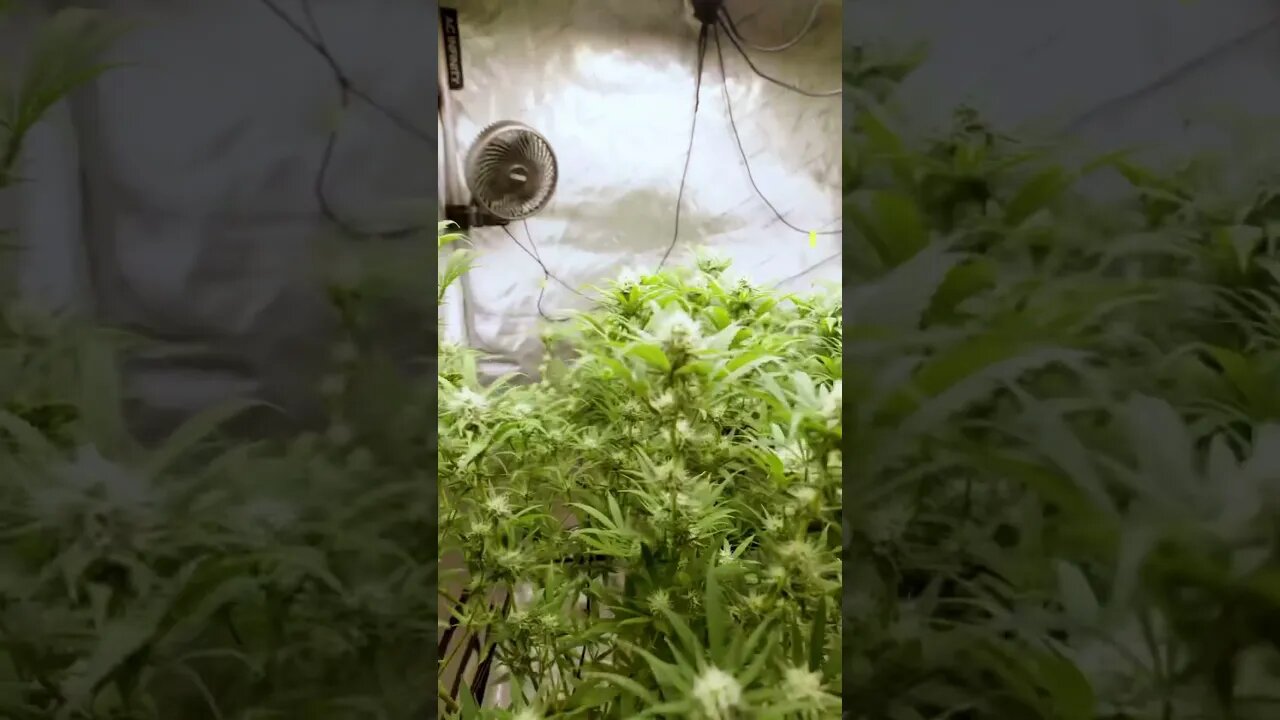 Week 3 of flower #marijuanagrowers #medicalcannabis #marijuanaismedicine #mmj #cannabisheals