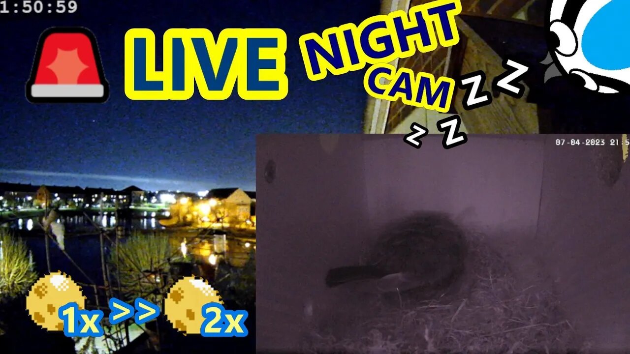 🚨12/04/23(Night)🏴Bird Nest Box Second Egg! - Suburban Blue Tit Egg Laying Stage