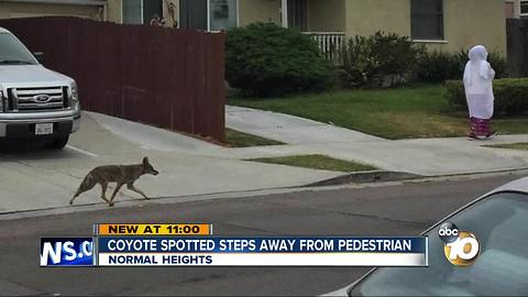 Coyote spotted steps away from pedestrian