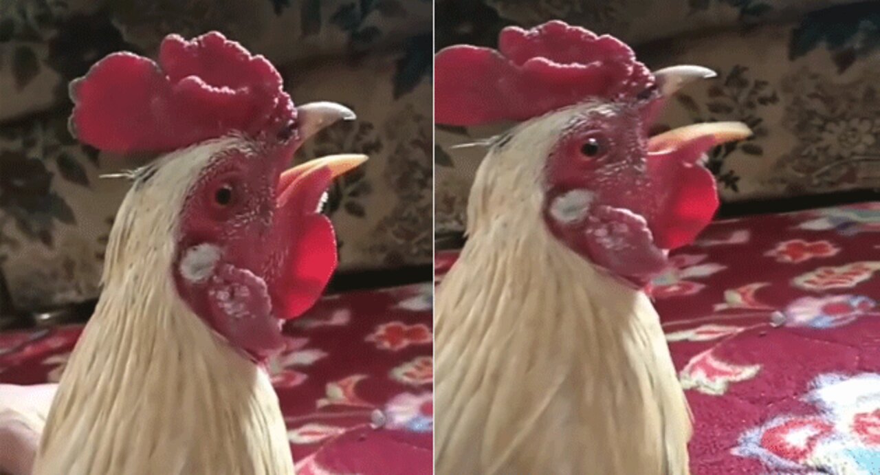 The rooster the power of his voice