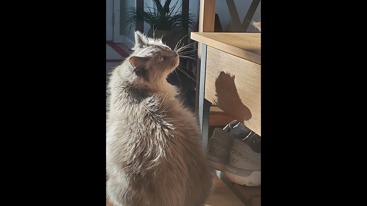 Ragdoll Cat Attempts to Entertain with a Puppet Show