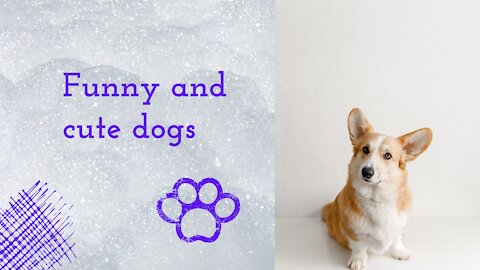 Funny and cute dogs. Try not to laugh out loud