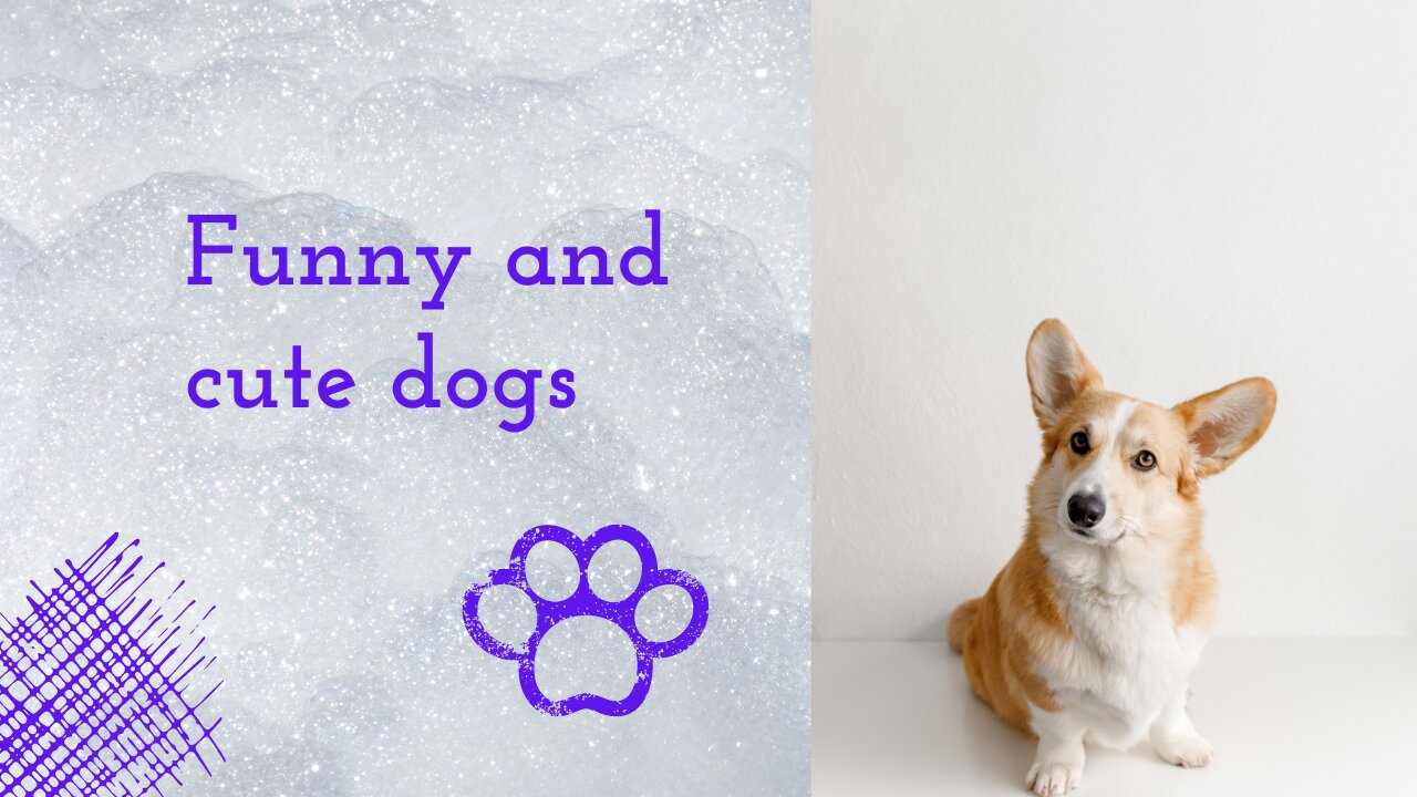 Funny and cute dogs. Try not to laugh out loud