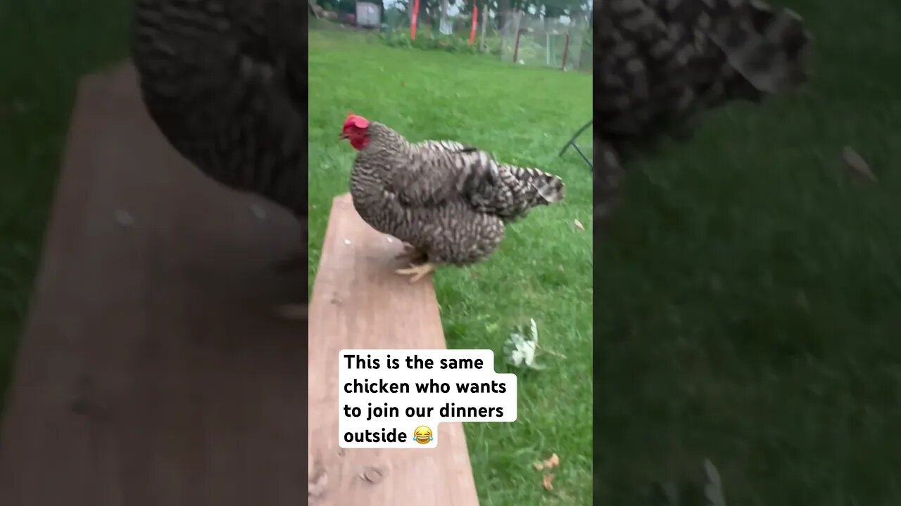The same chicken is BACK! Always wanting our dinner 😂 #shorts #animals