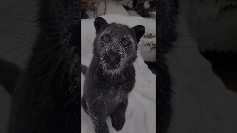 #shorts Смешные животные из Тик Ток 88 Funny animals from Tik Tok