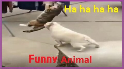 Best Funny Animal Videos Of The 2022