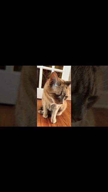 My Cat says MEOW everytime I do this