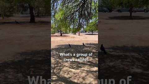 What are these crows attempting? #arizona