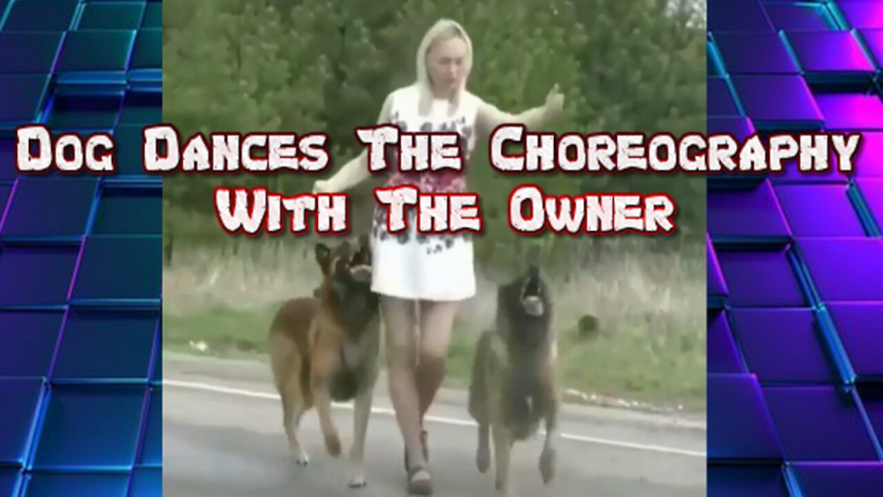 Dog Dances The Choreography With The Owner