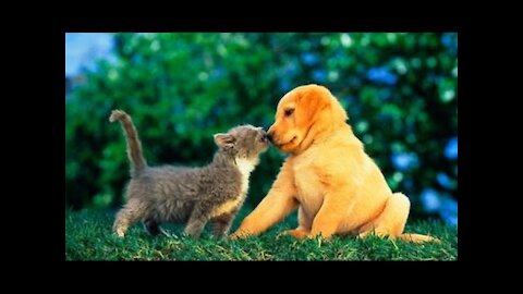 Puppies and Kittens Best Friends Compilation