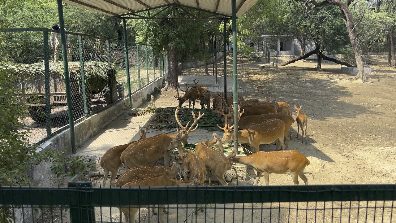 Kanpur zoo Deer ko khilaya khana