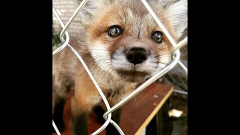 Red fox saliva