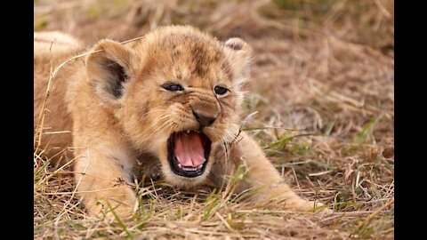 Baby Lion Cub amazing roar sound video