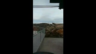 Rocky Mountain Big Horn Sheep at my Gondola Station at the Royal Gorge Bridge & Park