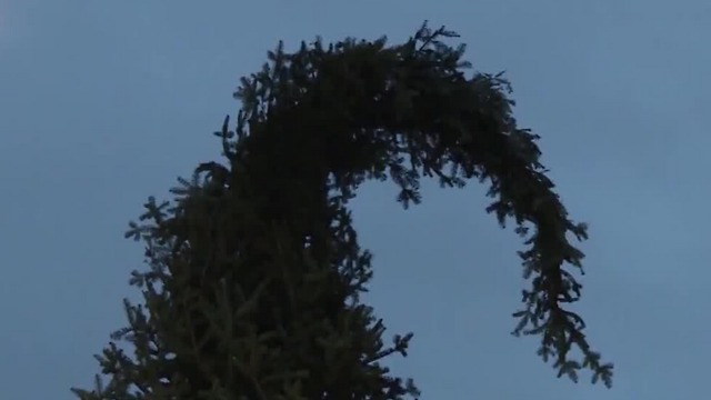 'Ugly" Christmas tree celebrates imperfection