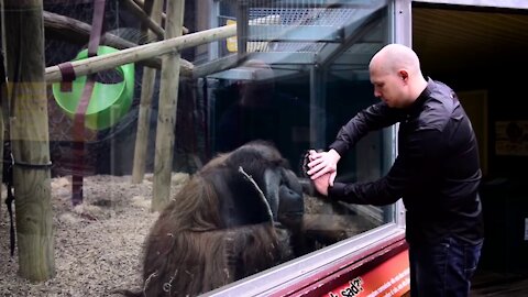 Guy Performs Magic Trickf or Orangutan