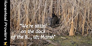 Homestead Cats Find Themselves A Private Party Dock