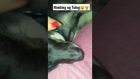 Himbing ng tulog #dogshorts #shorts #dogs