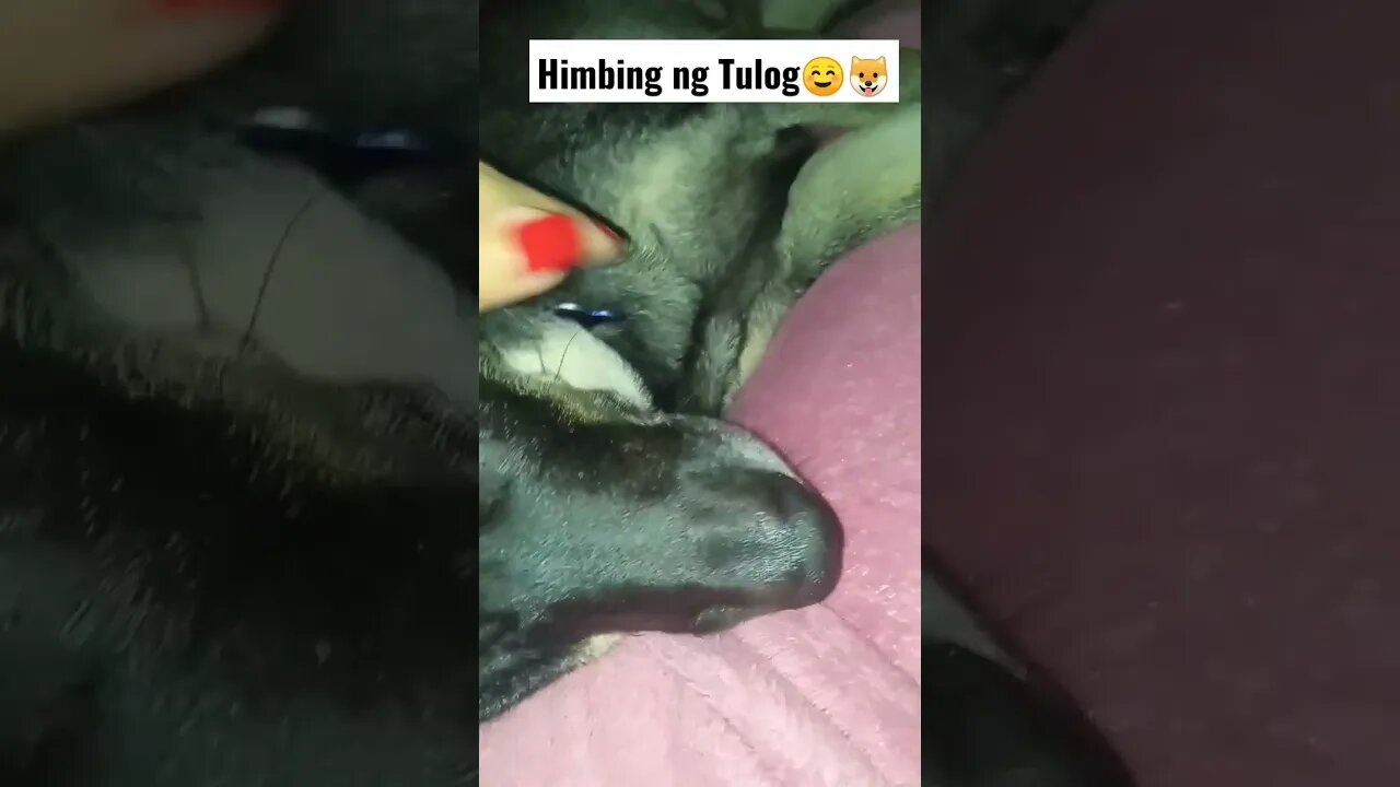 Himbing ng tulog #dogshorts #shorts #dogs