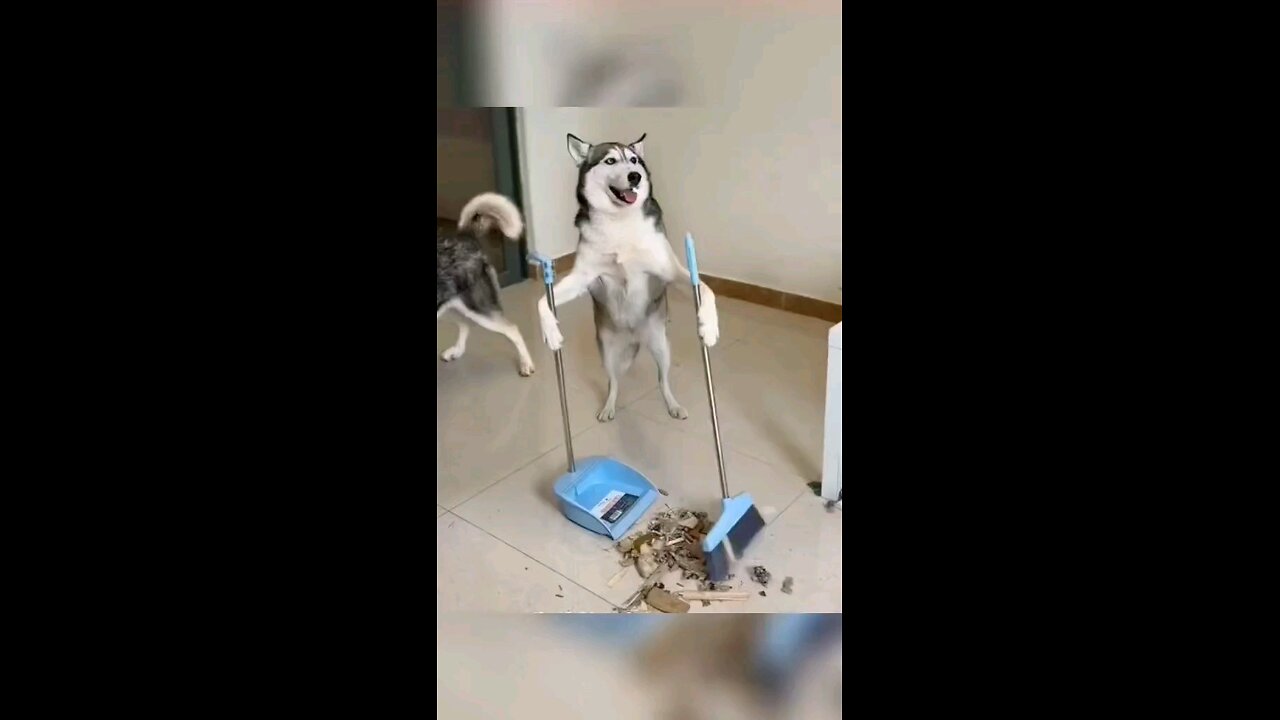 funny dogs