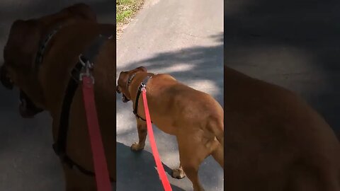 wally walks and a town buck. #deer