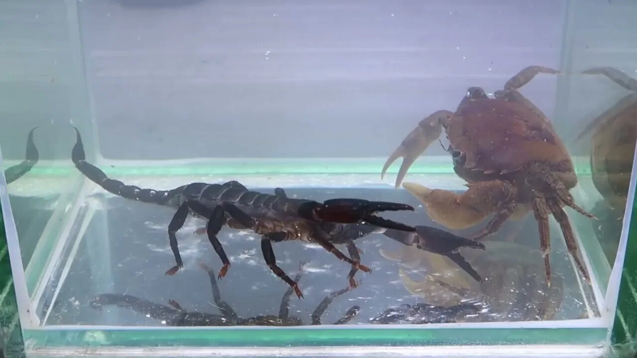 Crab vs Scorpion Underwater - Caranguejo vs Escorpião-13