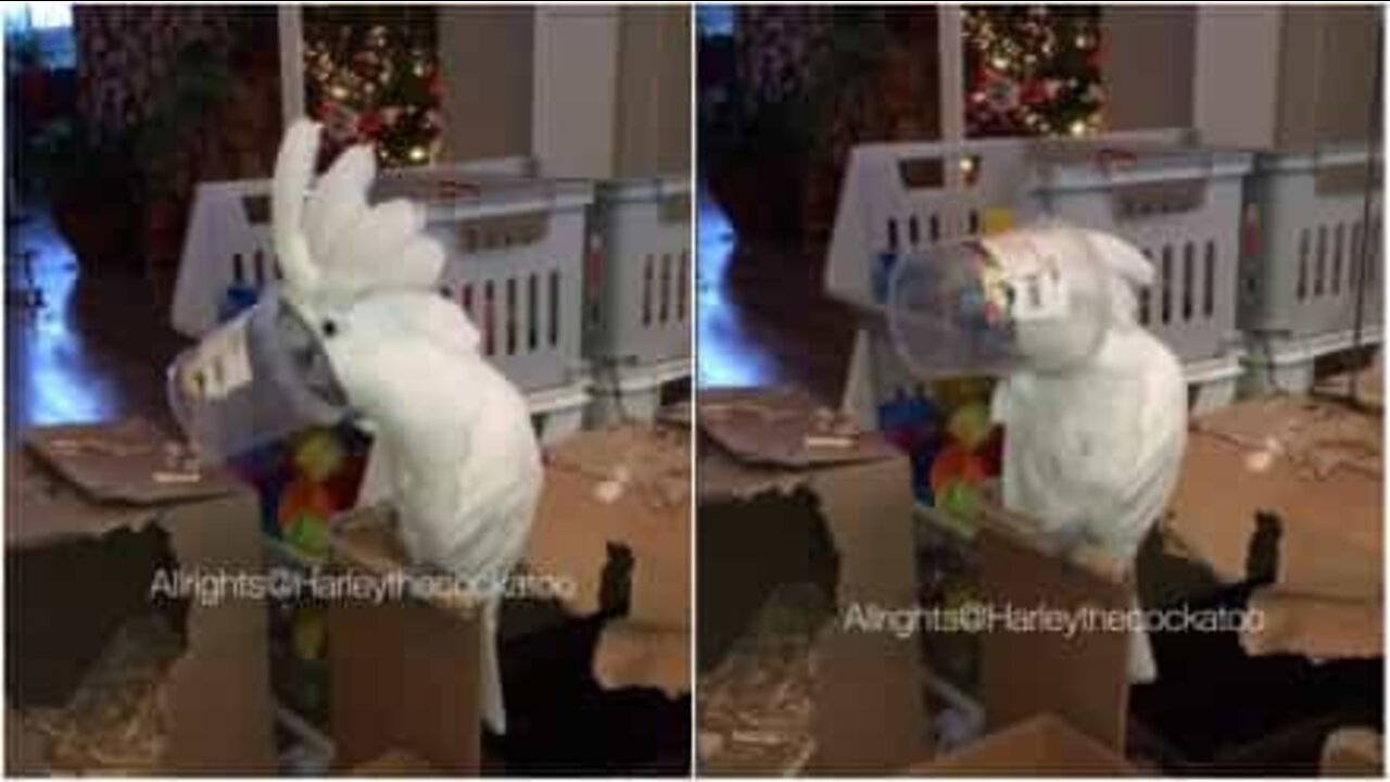 Ce cacatoès interprète sa "chanson du gobelet"