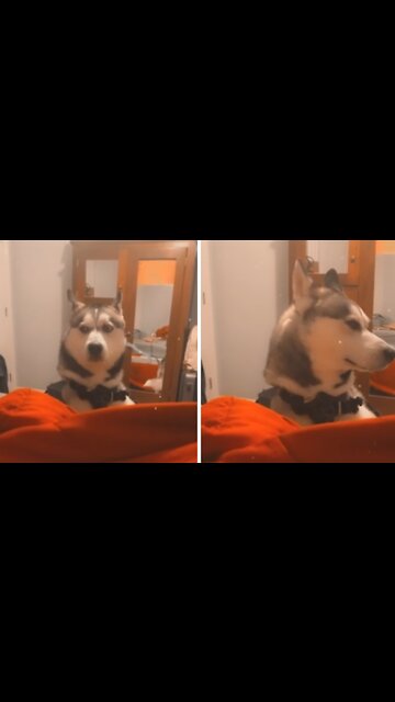 Husky is so angry at his owner, can't even look at her