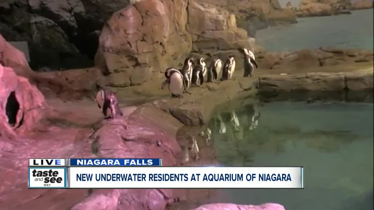 Meeting some of the new residents at Aquarium of Niagara Falls