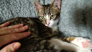 Green Eyed Kitten Is Being Cute