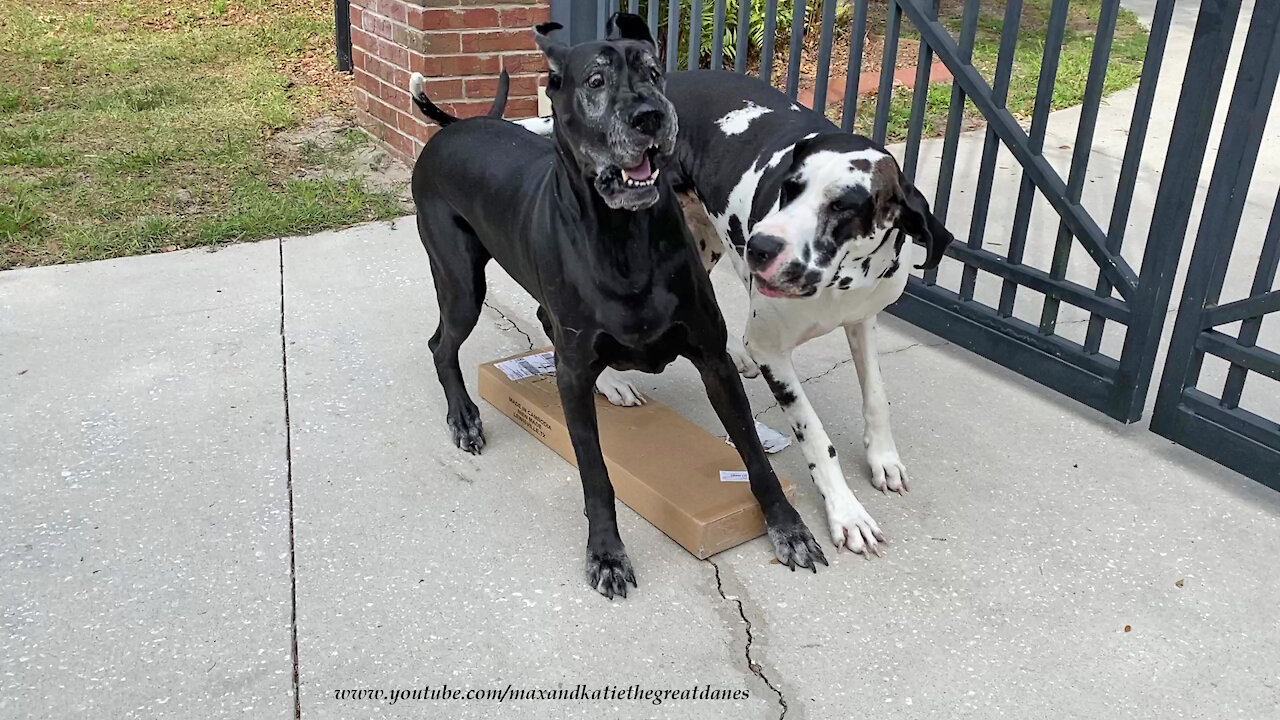 Funny Great Danes Dig It When Box Of Blinds Is Delivered