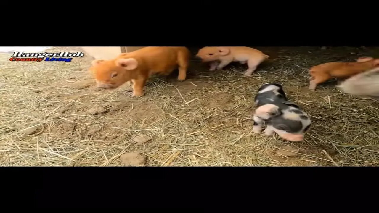 Newborn Baby Piglets