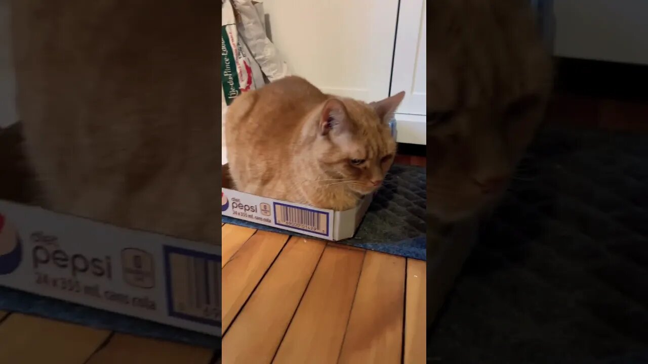 If I Fits, I Sits 😼