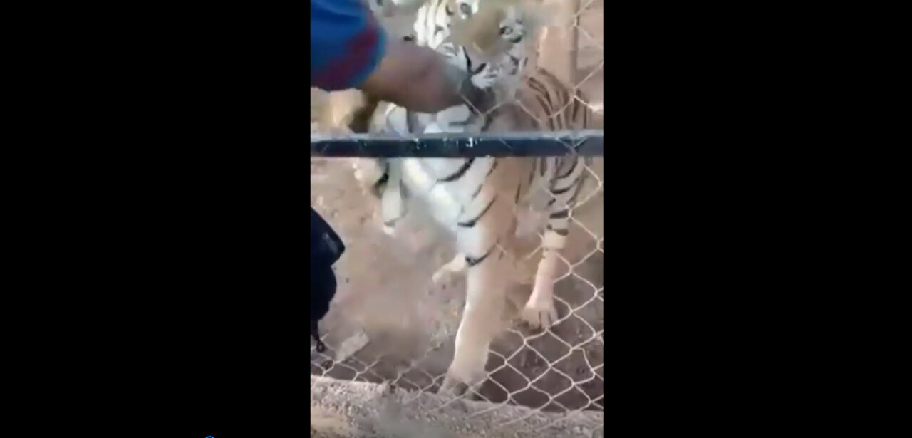 Why You Shouldn't Pet a Tiger