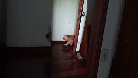 golden dog