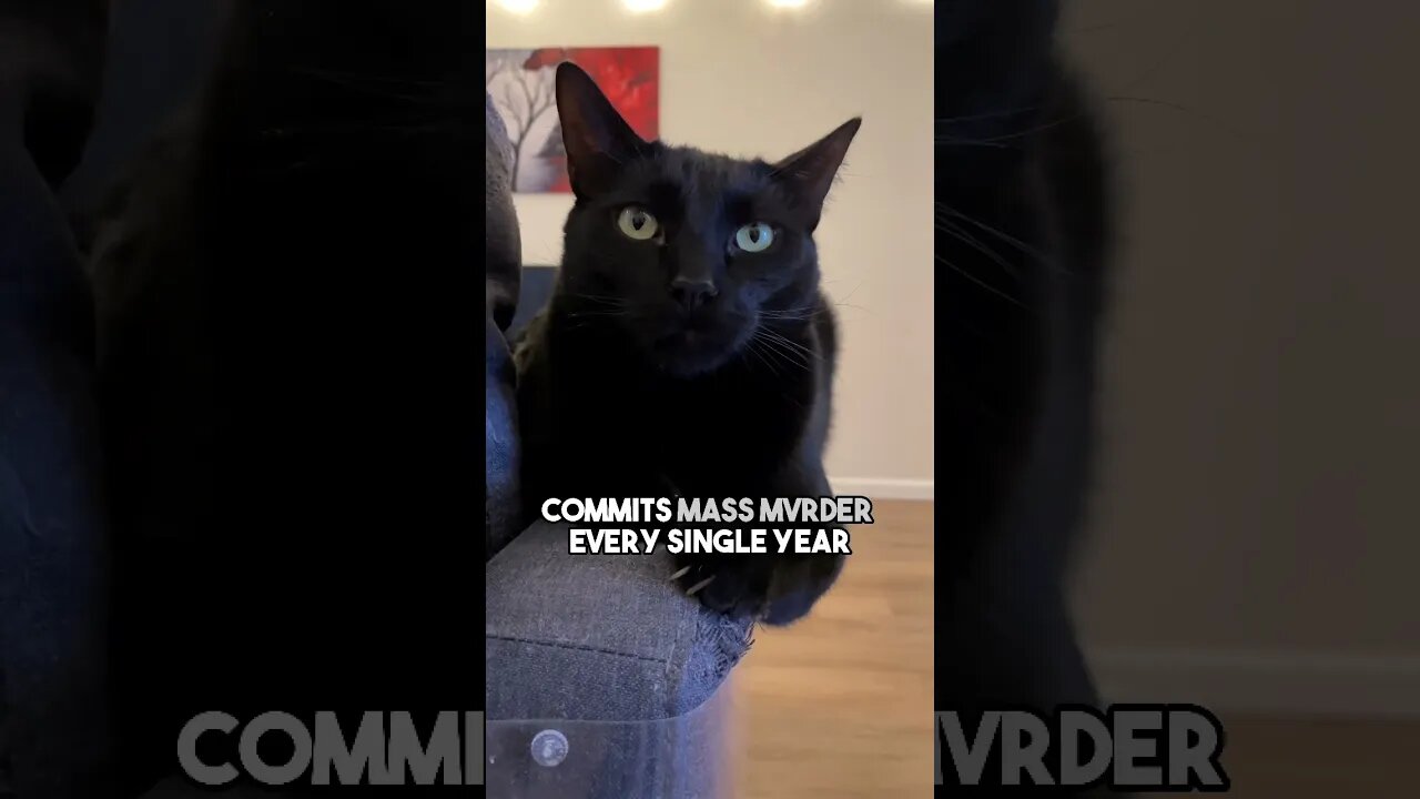 They’re still the best though❤️ #cat #blackcat #catfact #leonthecatdad #leontcd #relatable