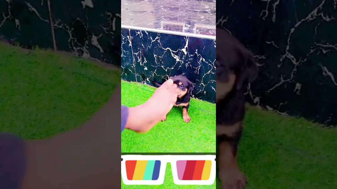 Angry Rottweiler Puppy #shorts #cutedog #doglover