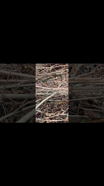 Cute Squirrel Thinks it’s Spring Time #globalwarming